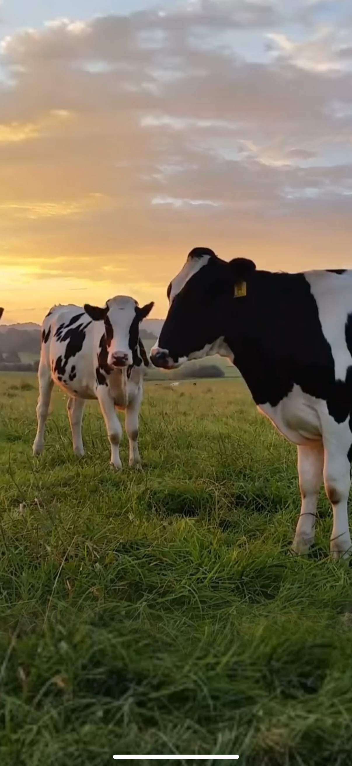 mschf app screenshot 21