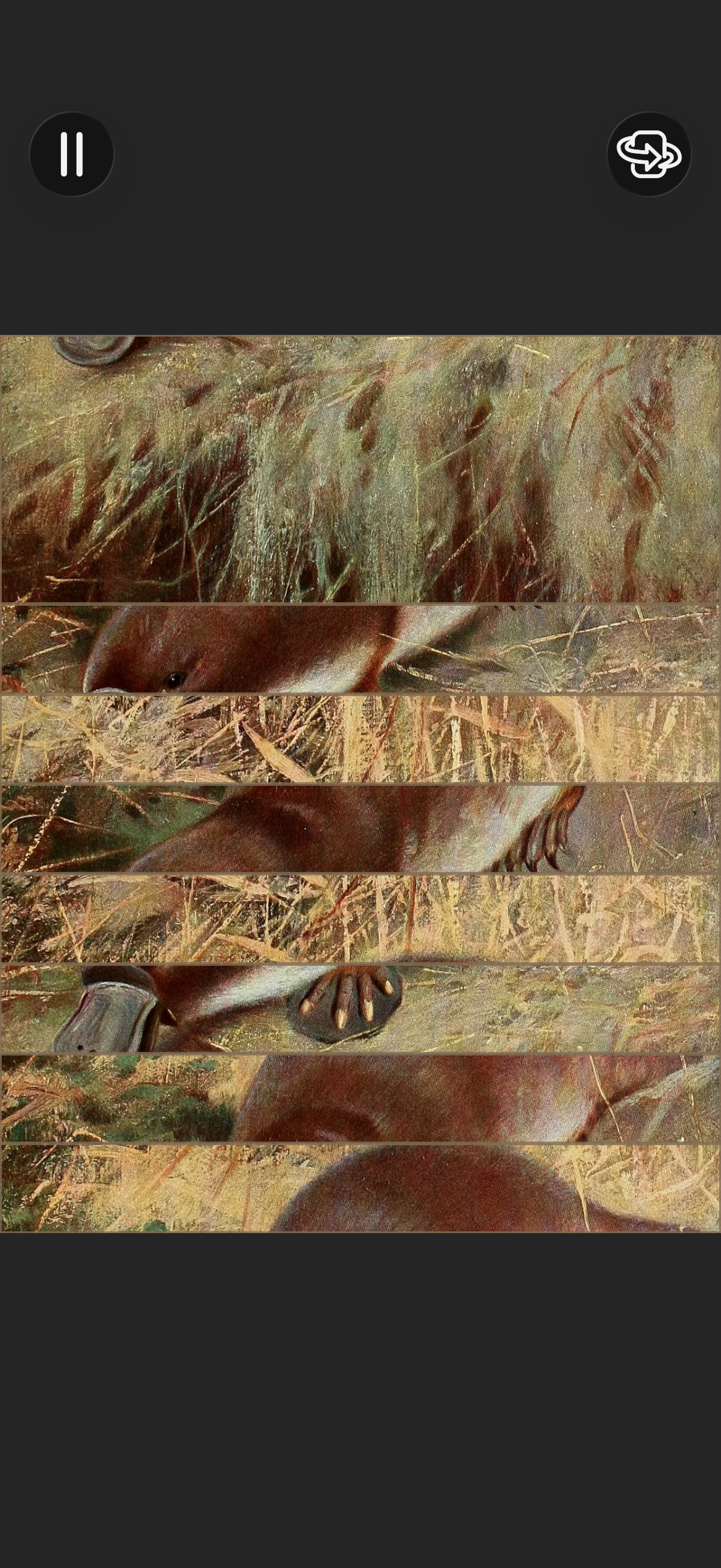 art-of-fauna app screenshot 22